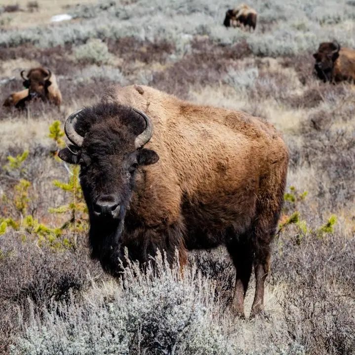 US Natural Attractions: Bookmark Now! Must-Visit Places in the US, 5 Popular Attractions