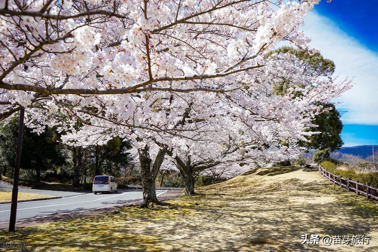 2025 Tokyo Travel Guide: Some Basics of Tokyo
